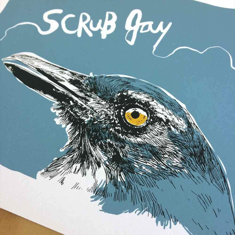 Scrub Jay 3 Color Limited Print